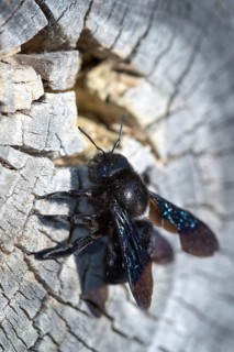 Apidae, bees, blue wood bee, large wood bee, hymenoptera, violet-winged wood bee, xylocopa