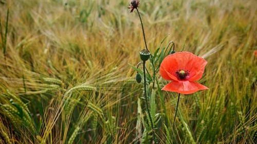 Red poppies (Papaver rhoeas) against a backdrop of a densely overgrown grain field, Stockheim,