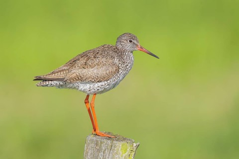 Redshank, (Tringa totanus), standing on a pasture fence, wildlife, animals, birds, snipe family,