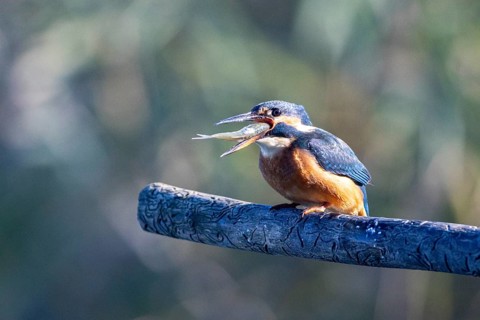 Kingfisher (Alcedo atthis) wbl Germany