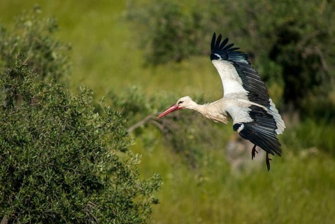 Ciconia ciconia, white stork, birds, ciconiiformes, extremadura, flying, flight, walking birds,