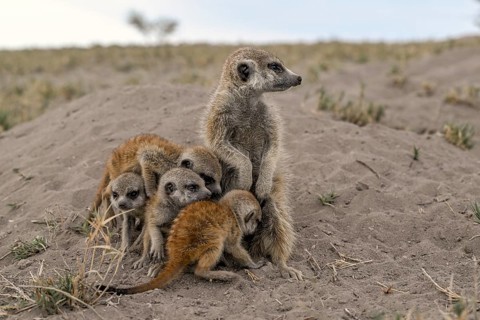 Meerkats or suricates (Suricata suricatta), mother with young, Makgadikgadi Salt Pans, Makgadikgadi