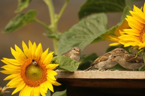 House sparrows (Passer domesticus) – fledglings feeding on sunflower seeds at a bird feeder in a
