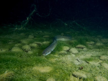 European eel (Anguilla anguilla) moving through algae-covered bottom in dark underwater