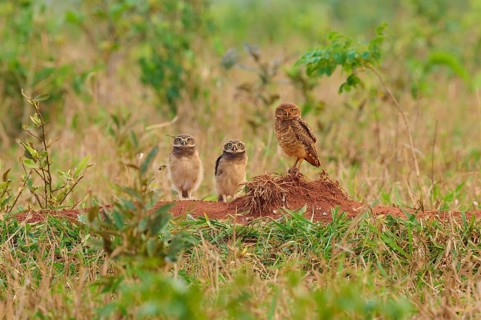Three owls two young birds standing on a mound in a dense grass field surrounded by green