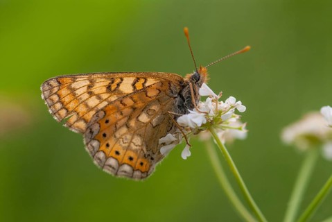 Bite-check moth, abbise-tick moth, euphydryas aurinia, eurodryas aurinia, golden cheekmoth, marsh