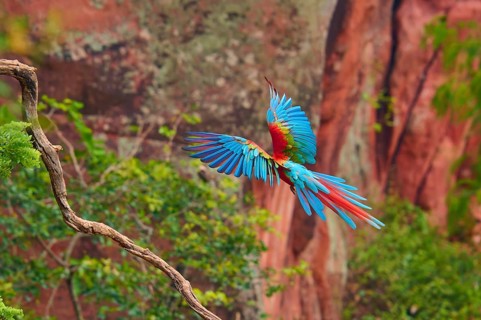 A parrot hovers near a branch, surrounded by natural landscape, Green-winged Macaw, or Dark-red