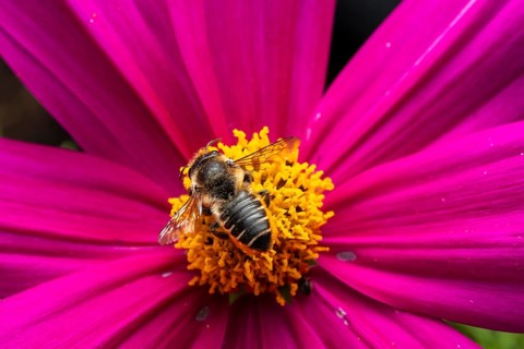 Macro photo, bee on a pink flower, Bavaria, Germany