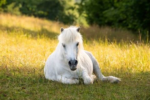 Pony, Shetland pony, mold, gelding, lying down, in the pasture, in the evening
