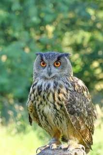 European eagle owl (Bubo bubo), perched on a post, Rhineland-Palatinate, Germany
