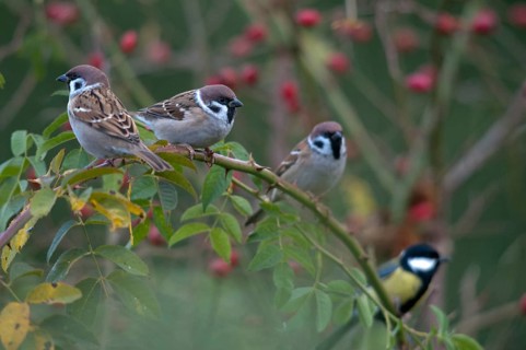 Tree sparrow, dog rose, Passer Montanus, Rosa Canina, rosaceae, rose family, sparrow, tree sparrow,