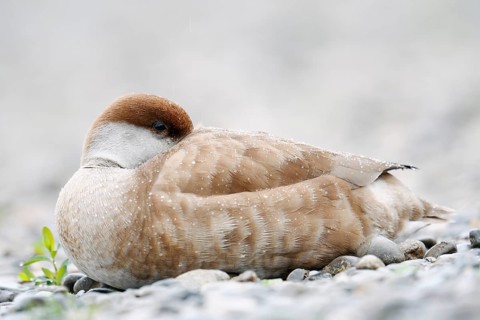 Red-crested Pochard (Netta rufina), female resting on the shore, Lake Constance, Baden-Württemberg,