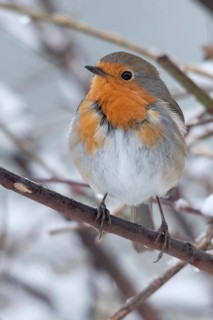 Erithacus rubecula, robin, robins, birds, passeri, snow, songbirds, snow, songbirds, birds, winter