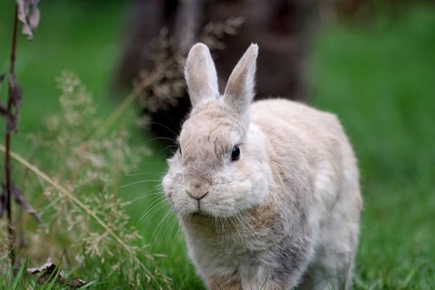 Domestic rabbits (Oryctolagus cuniculus forma domestica), dwarf rabbits, the rabbit hops freely