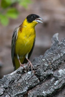 Black-headed bunting, Emberiza melanocephala, caped bunting, birds, Bulgaria, song, high size,