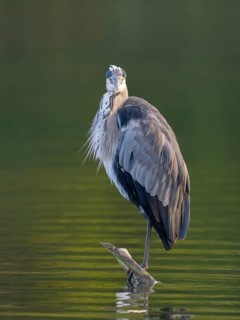A grey heron, Ümminger See, Bochum, Ruhrpott, North Rhine-Westphalia, Germany