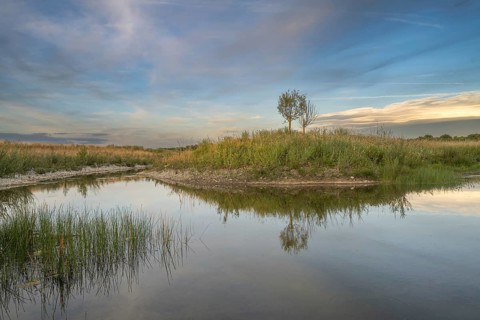 A tree can be seen on a small island in the middle of a body of water. The surrounding area is