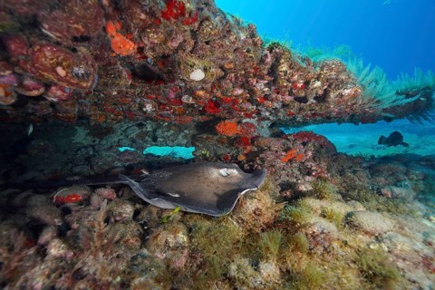 Round stingray (Taeniura grabata) beneath a large rock on the reef, Pasito Blanco Reef dive site,