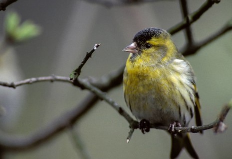 Carduelis spinus, siskin, spinus spinus, siskin, birds, male, passeri, songbirds, birds