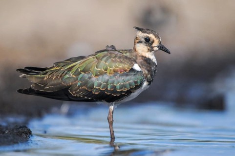 Lapwing, Vanellus Vanellus, Bath, Bathe, Birds, Charadriiformes, Adolescent, Juvenile, Limikolen,