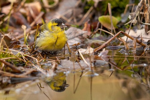 Carduelis spinus, siskin, spinus spinus, siskin, bath, bath, bird bath, birds, garden, male,