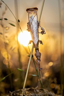Silhouette of a praying mantis on a blade of grass against a glowing sunset, a ghost mantis in a