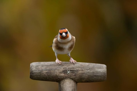 European goldfinch (Carduelis carduelis) adult bird on a garden fork handle, England, United