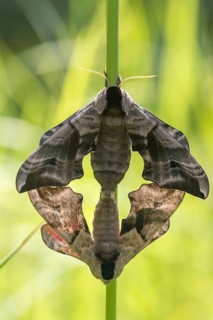 Evening peacock, eyed hawk moth, smerinthus ocellata, smerinthus ocellatus, sphingidae, butterfly,