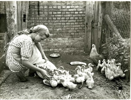 A girl feeds a group of ducklings in a farm enclosure, BDM, Rondophot agency, Berlin, around 1938,