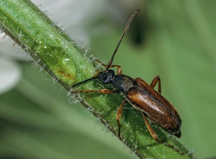 Alosterna tabacicolor, field maple longhorn beetle, tobacco-coloured longhorn beetle, beetle,