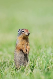 Columbian ground squirrel (Urocitellus columbianus, Spermophilus columbianus), a young animal