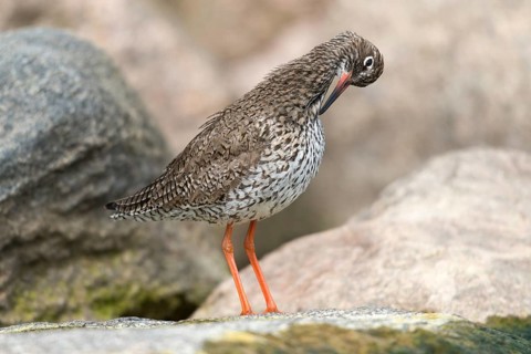 Redshank, redshank, tringa totanus, birds, charadriiformes, plumage, limikolen, preening, snipe