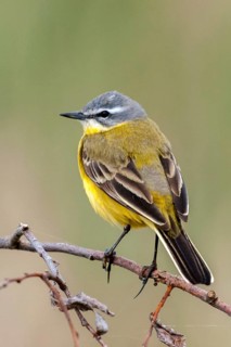 Motacilla flava, sheeptail, western yellow wagtail, yellow wagtail, birds, high size, portrait