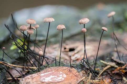 Androsaceus Androsaceu, Gymnopus Androsaceus, Horsehair Parachute, Marasmius Androsaceus, Horsehair