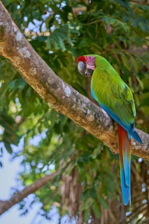 Great green macaw (Ara ambiguus) Costa Rica