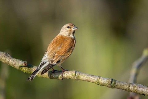 Acanthis cannabina, bloodtail, linaria cannabina, linnet, birds, hanfling, male, passeri,