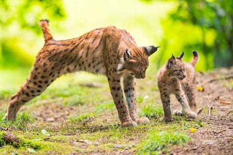 Eurasian lynx (Lynx lynx) mother with her youngster (cub) in a forest, Bavaria, Germany