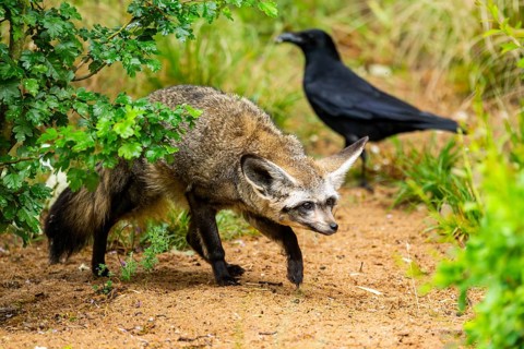 Bat-eared fox (Otocyon megalotis) walking on the ground looking for food, Bavaria, Germany