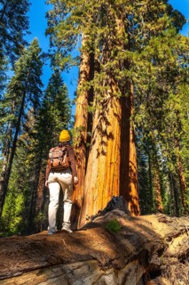 Woman backpacker standing on a fallen log, looking up at immense ancient sequoia trees in a