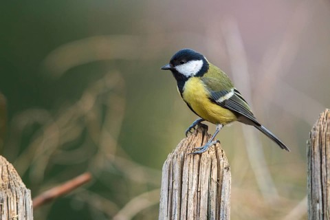 Great tit, great tit, parus major, birds, garden, garden fence, tits, passeri, songbirds,