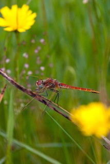 Early heather, red-veined darter, sympetrum fonscolombeii, anisoptera, damselflies, dragonflies,