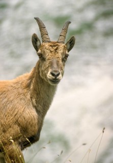 Alpine ibex, artiodactyla, capra ibex, even-toed ungulate, cloven-hoofed, Slovenia, ibex, Triglav