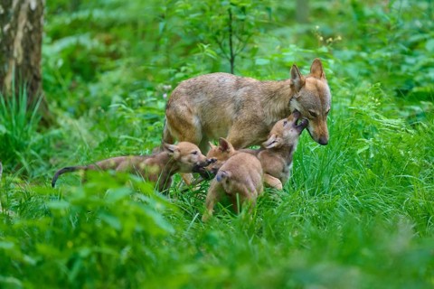 An interactive image of a mother wolf with her pups in a green forest, summer, wolf (Canis lupus),