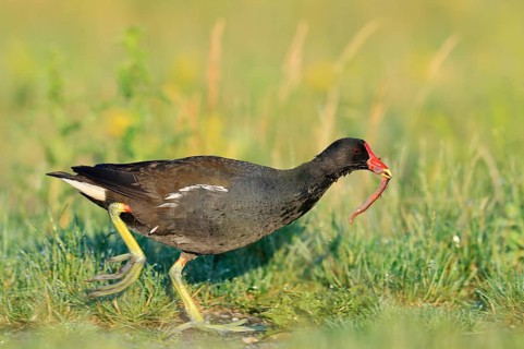 A moorhen (Gallinula chloropus) walks across a meadow with an earthworm in its beak, North