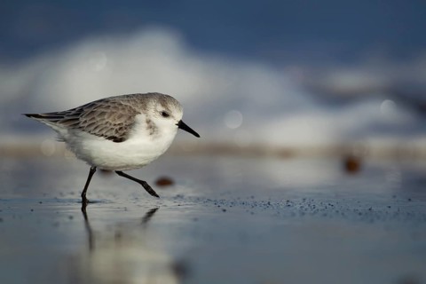 Sanderling (Calidris alba) adult wading bird in winter plumage running on a beach, Norfolk,