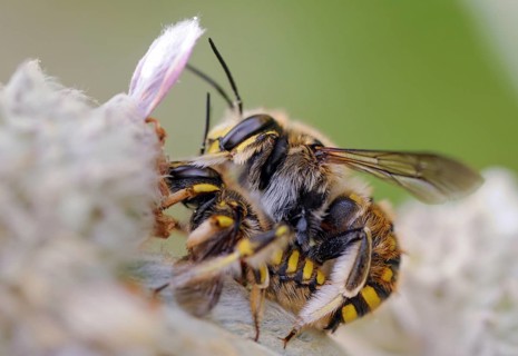 Anthidium manicatum, apidae, bees, European wool carder bee, garden woolbee, large woolbee,