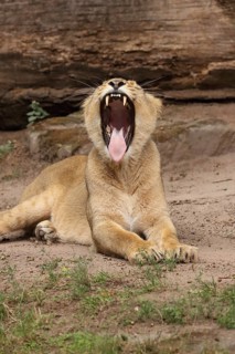 A lion opens its mouth wide whilst lying on the ground, revealing its teeth, Asiatic Lion (Panthera