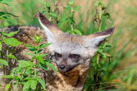 Portrait of a Bat-eared fox (Otocyon megalotis) on a sunny day. Sudan, Ethiopia, Somalia, Uganda,