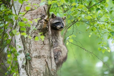 Carnivora, procyon lotor, raccoon, predators, raccoon, mammals, raptors, mammals