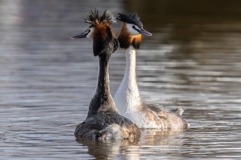 Great Crested Grebe (Podiceps Scalloped ribbonfish) Courtship, Emsland, Lower Saxony, Germany